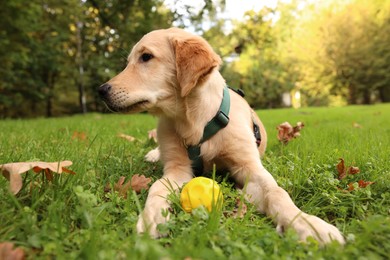 Photo of Cute Labrador Retriever puppy playing with ball on green grass in park