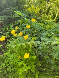 Beautiful yellow Eschscholzia flowers growing outdoors on summer day