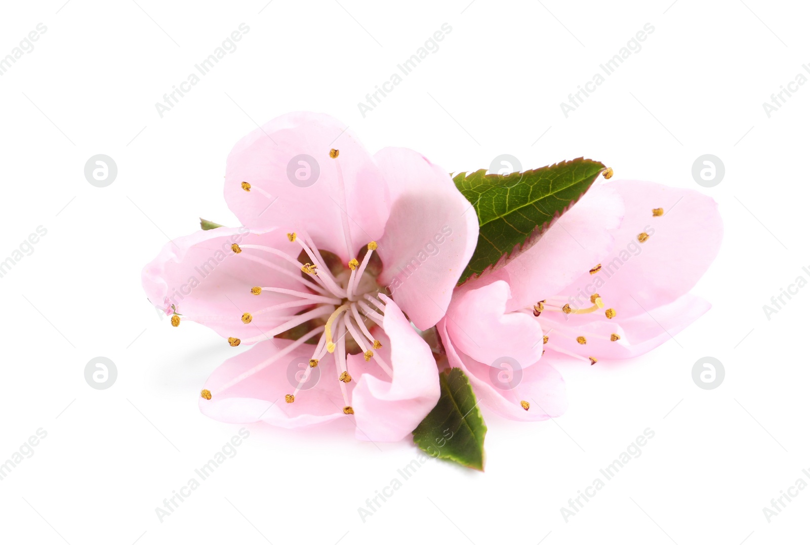 Photo of Beautiful sakura tree flowers on white background