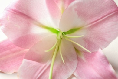 Photo of Beautiful blooming lily flower, closeup view