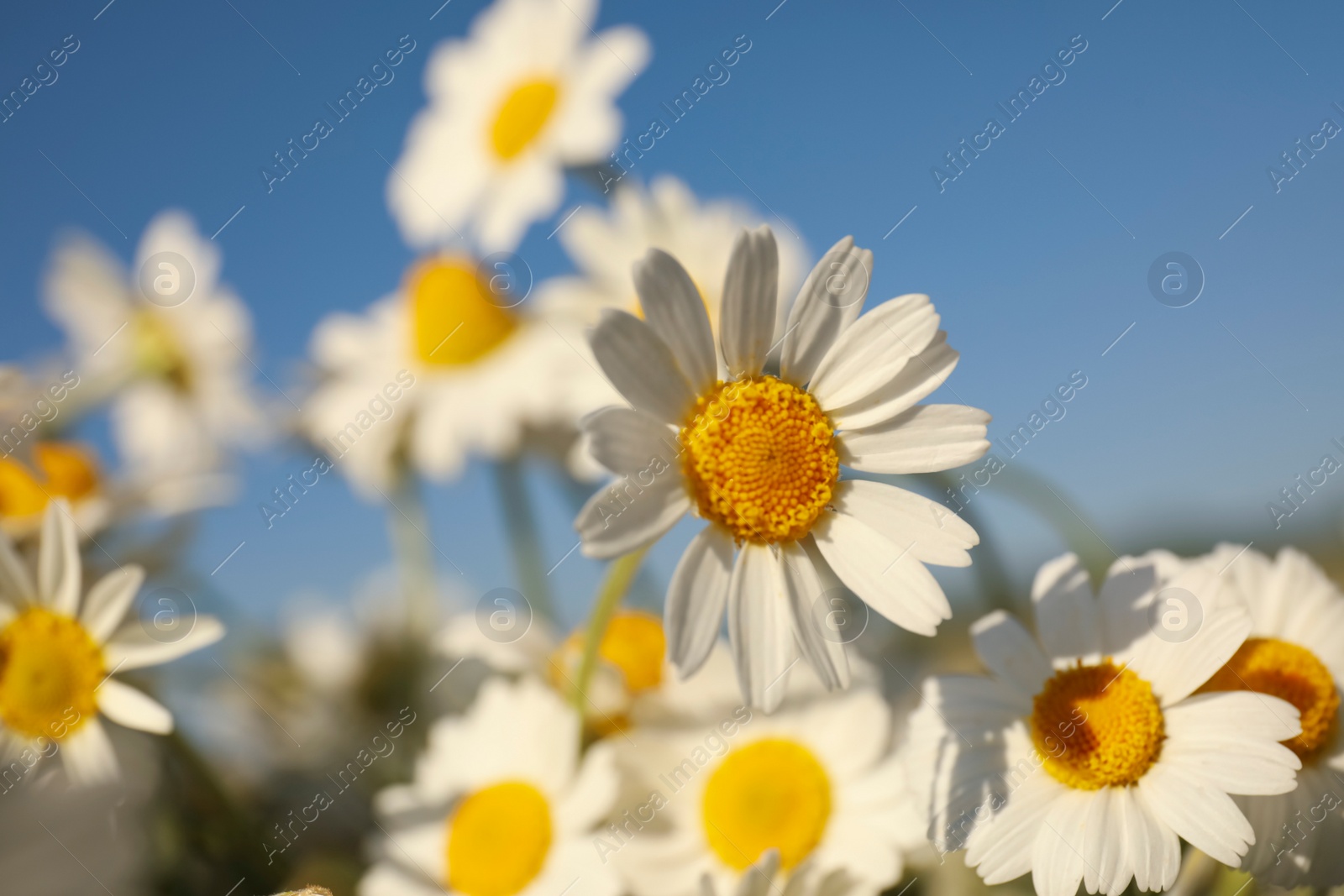 Photo of Beautiful blooming chamomiles outdoors on sunny day, closeup