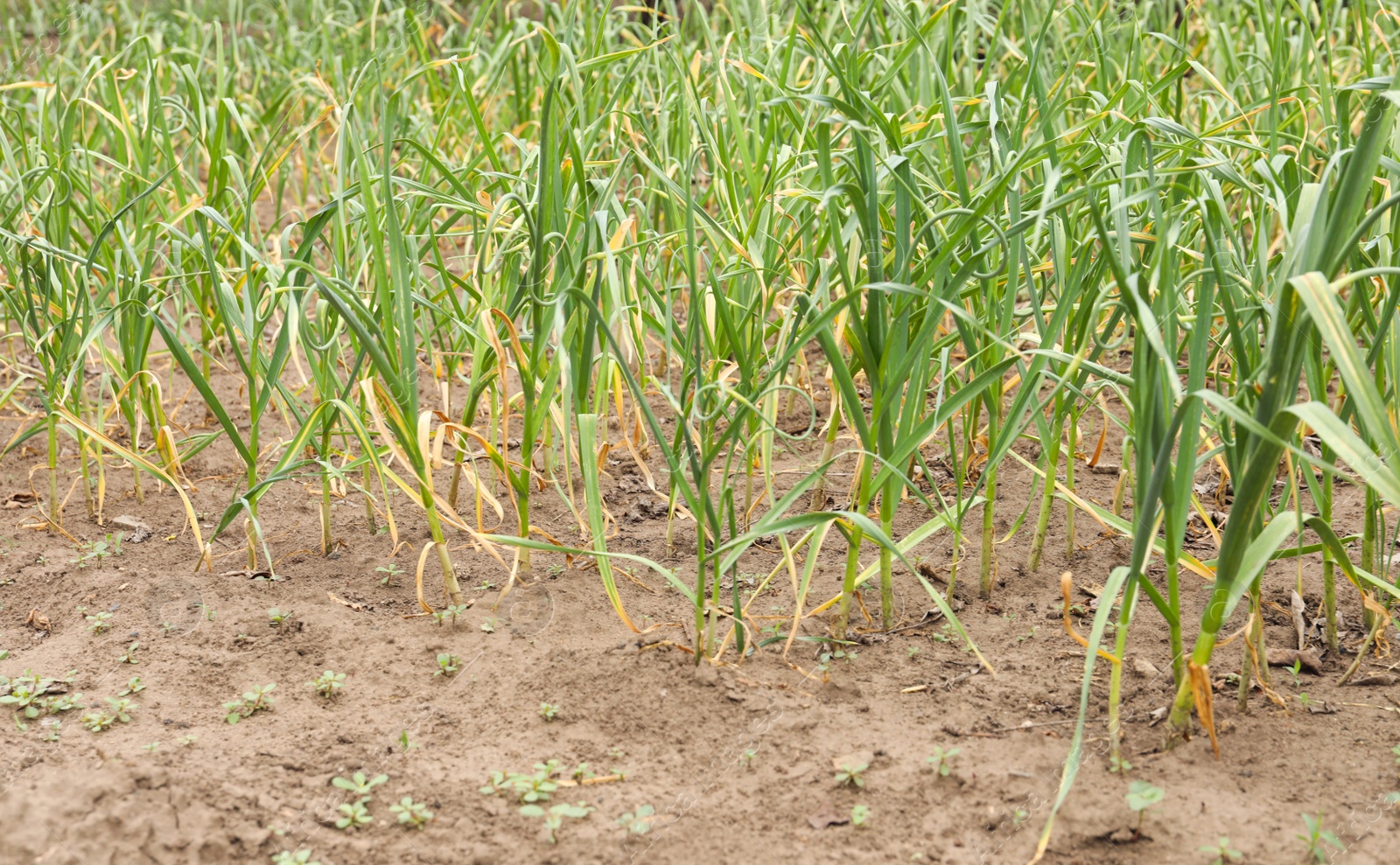 Photo of Green garlic sprouts growing in field