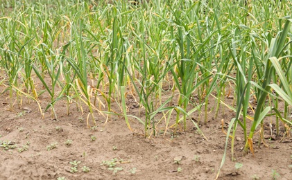 Photo of Green garlic sprouts growing in field