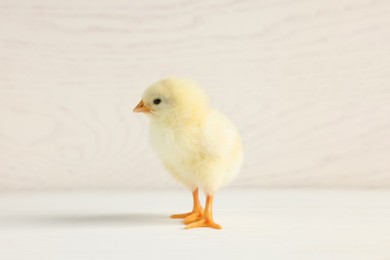 Cute chick on white wooden table, closeup with space for text. Baby animal