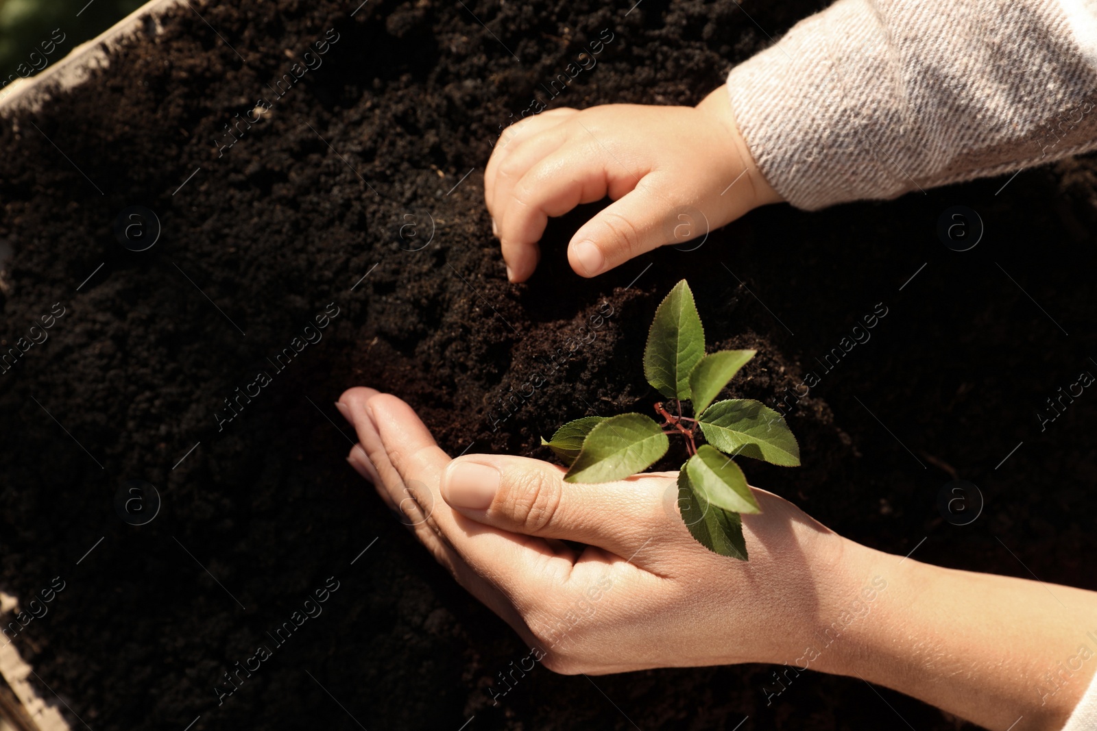 Photo of Mother and daughter planting young tree in garden, top view