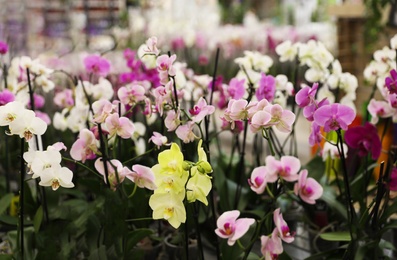 Photo of Many beautiful blooming tropical orchid flowers in store