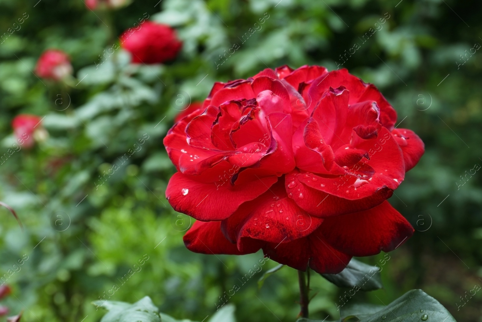 Photo of Beautiful red rose flower with dew drops in garden, closeup