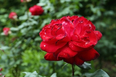 Photo of Beautiful red rose flower with dew drops in garden, closeup