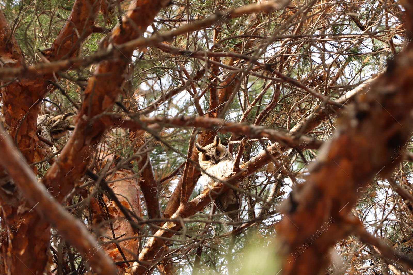 Photo of Beautiful owl on conifer tree in forest