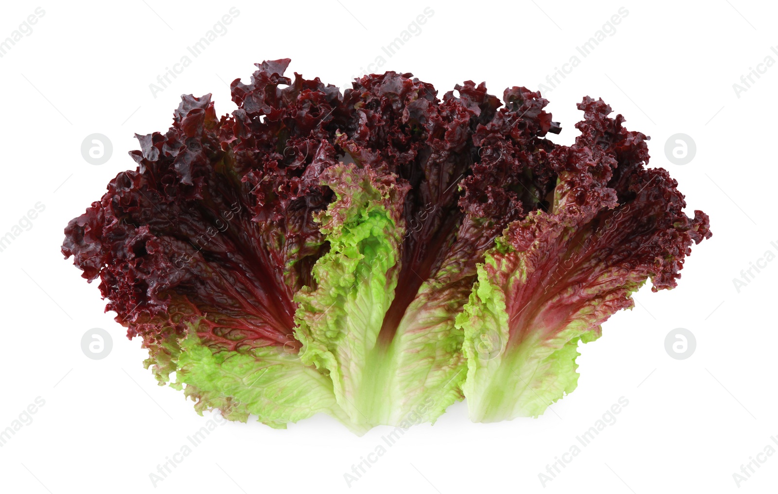 Photo of Leaves of fresh red coral lettuce isolated on white