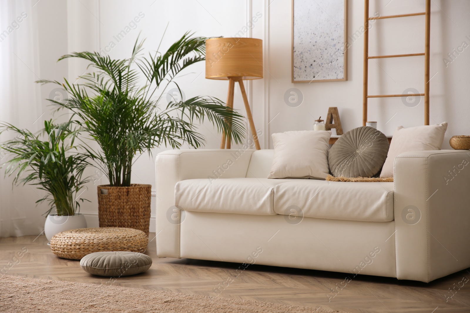 Photo of Beautiful potted house plants in stylish living room