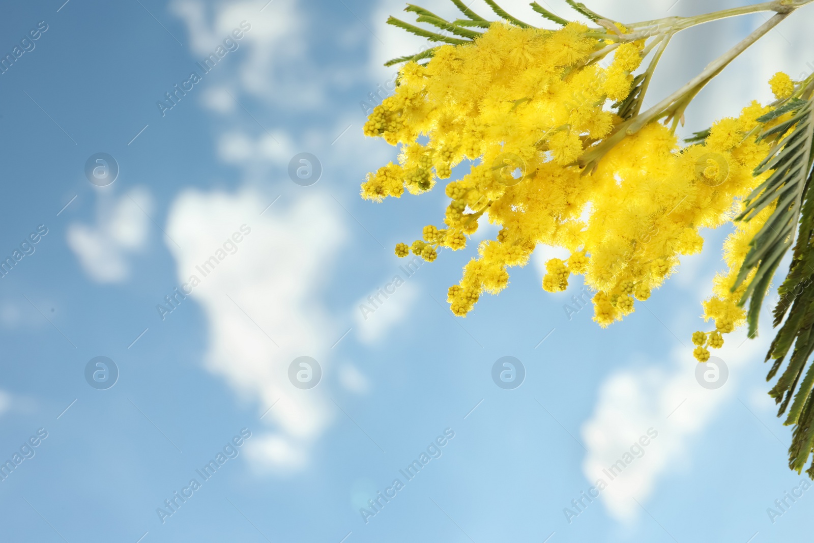 Photo of Beautiful branch with mimosa flowers against blue sky, space for text