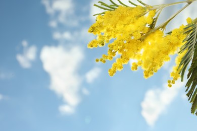 Beautiful branch with mimosa flowers against blue sky, space for text