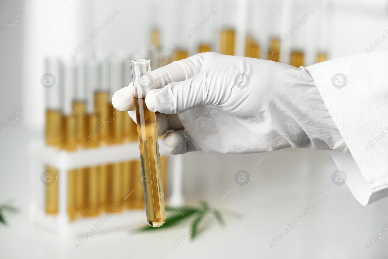 Photo of Doctor holding test tube with urine sample for hemp analysis, closeup