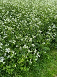 Photo of Beautiful hemlock plants with white flower outdoors