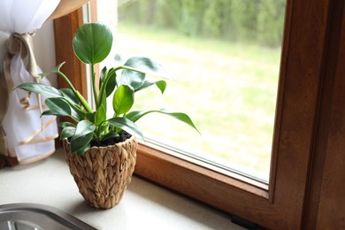Photo of Beautiful houseplant with bright green leaves in pot on kitchen countertop near window. Space for text