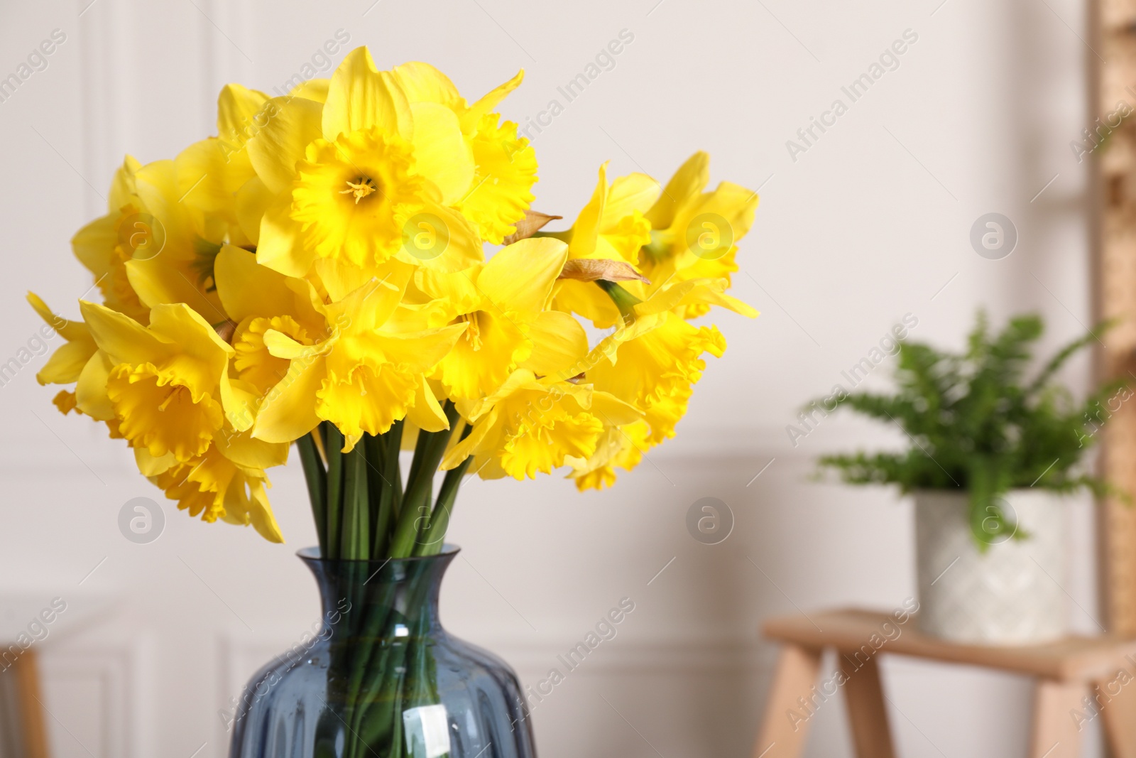 Photo of Beautiful daffodils in vase indoors, closeup. Space for text