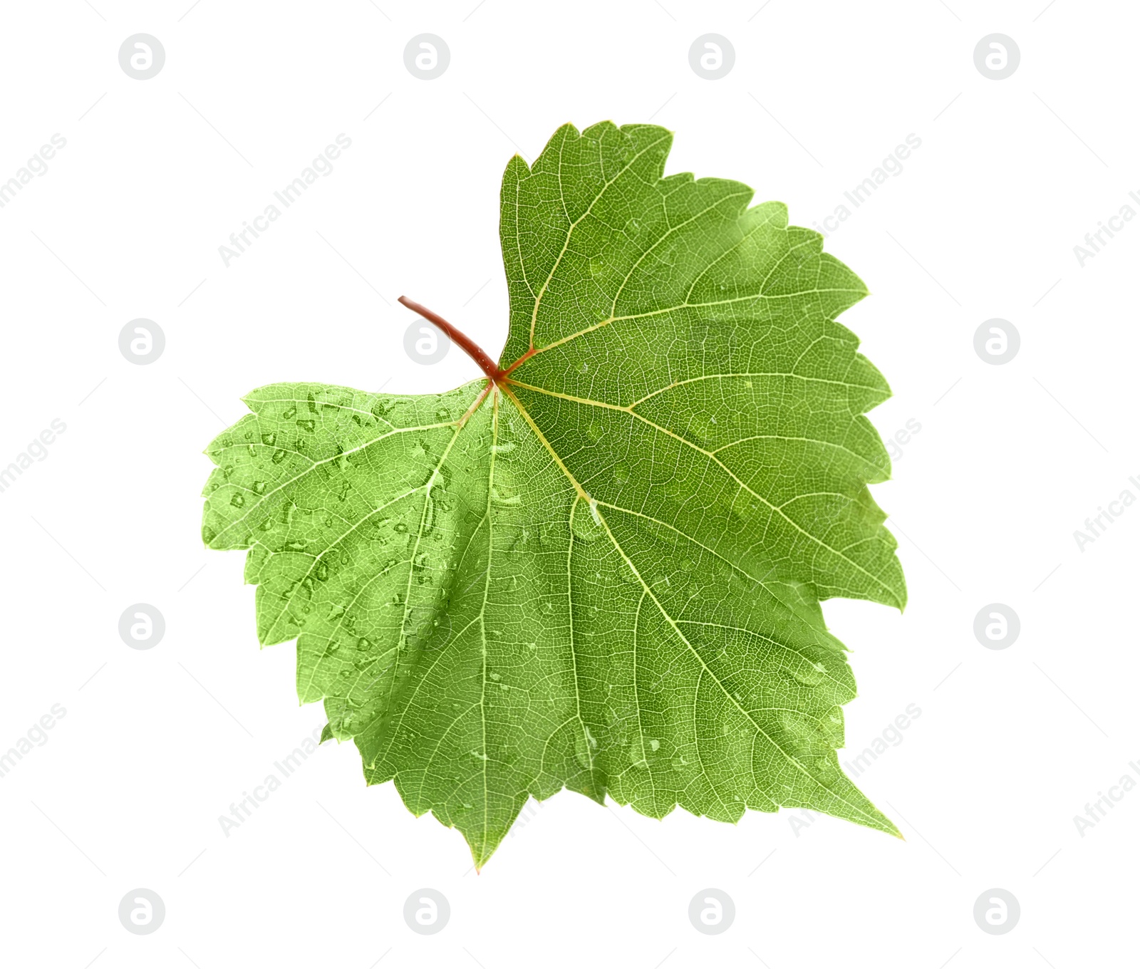 Photo of Fresh green grape leaf on white background