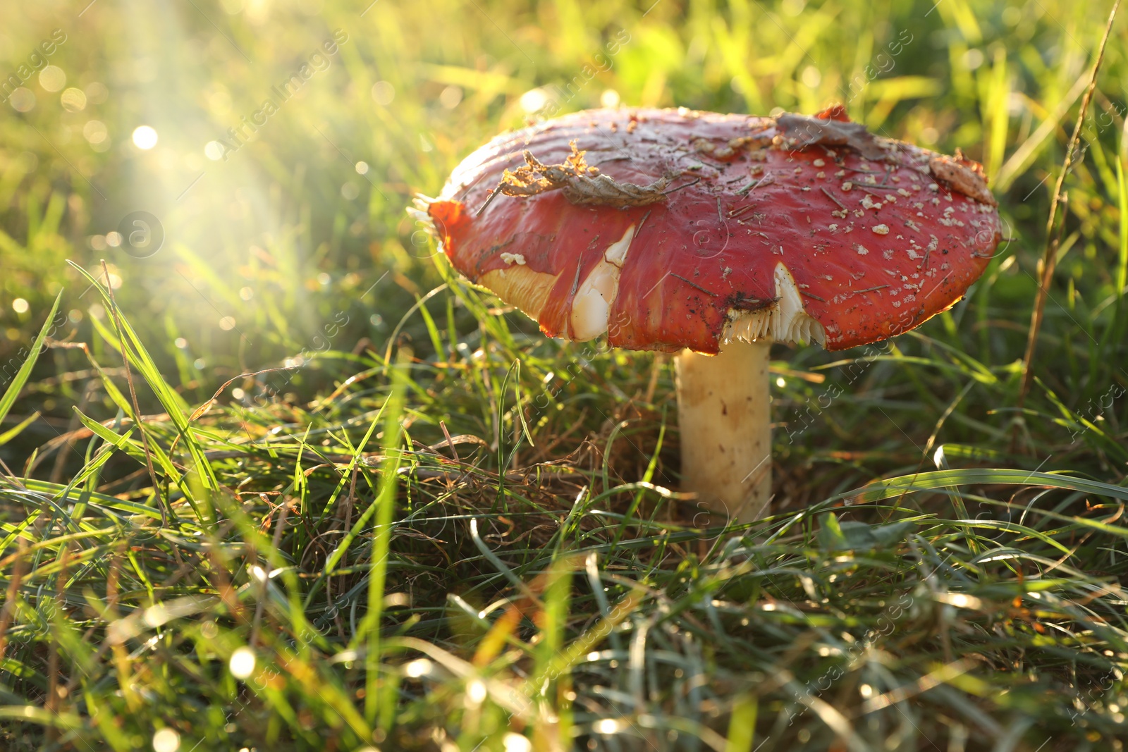 Photo of One poisonous mushroom growing in forest on sunny day, closeup. Space for text