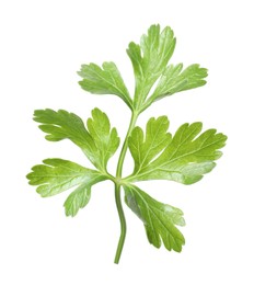 Photo of Sprig of fresh green parsley leaves isolated on white