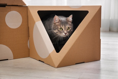 Photo of Cute gray tabby cat inside cardboard box in room. Lovely pet