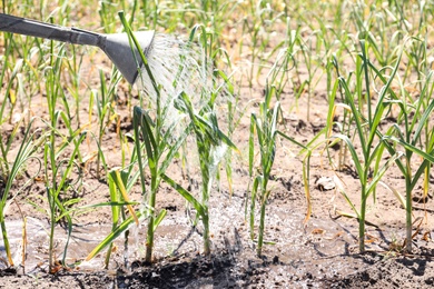 Photo of Watering young green garlic sprouts in field