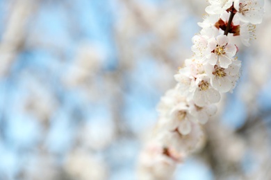 Photo of Beautiful apricot tree branch with tiny tender flowers outdoors, space for text. Awesome spring blossom
