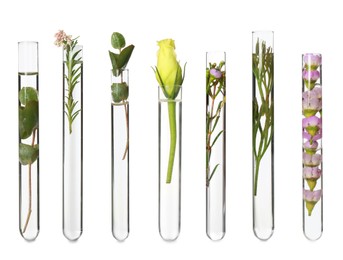 Image of Set with different plants in test tubes on white background