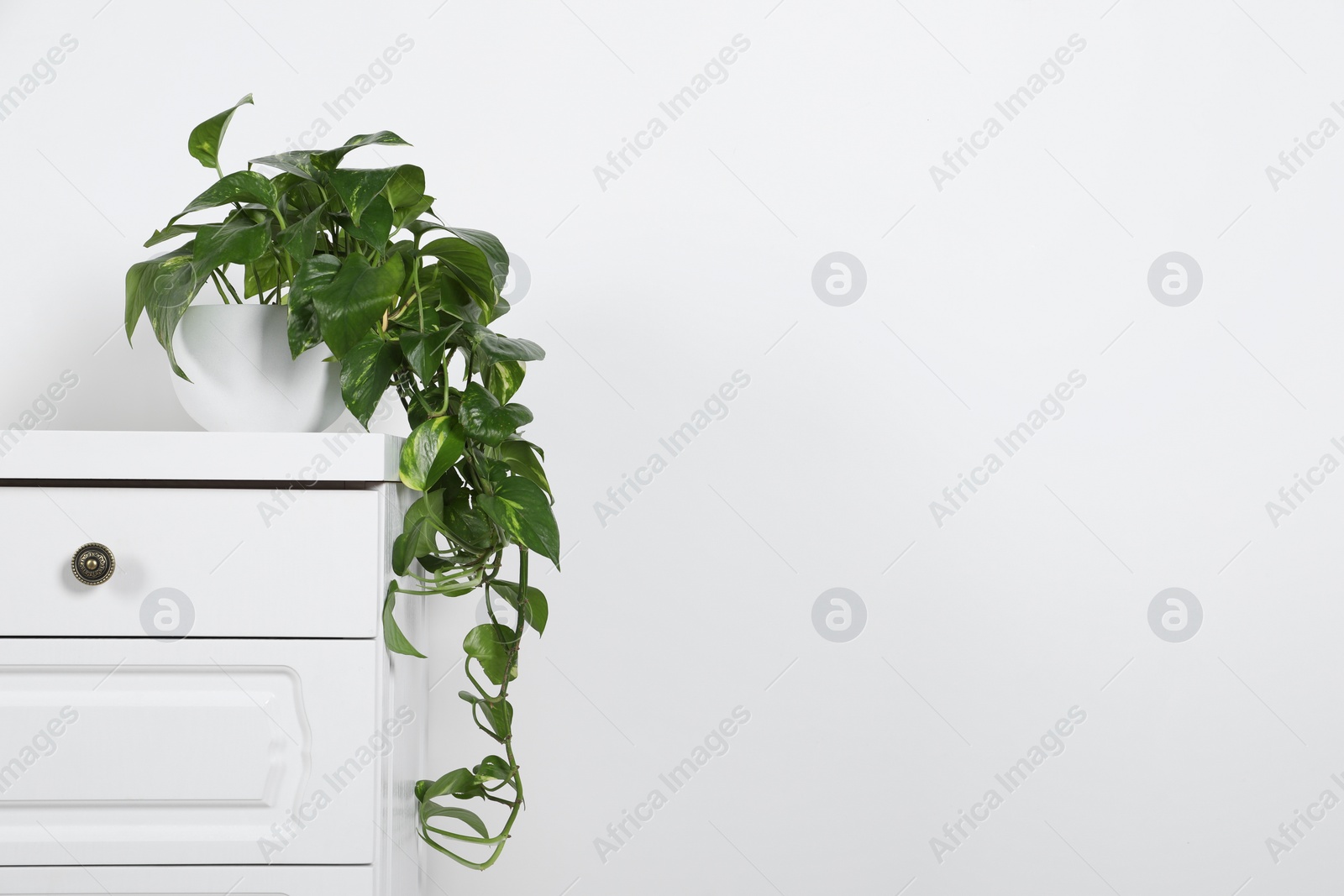 Photo of Potted aureum on chest of drawers near white wall, space for text. Beautiful houseplant