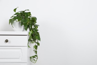 Potted aureum on chest of drawers near white wall, space for text. Beautiful houseplant