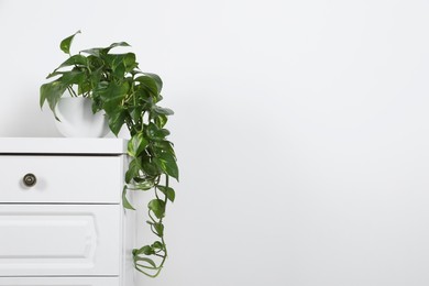 Photo of Potted aureum on chest of drawers near white wall, space for text. Beautiful houseplant