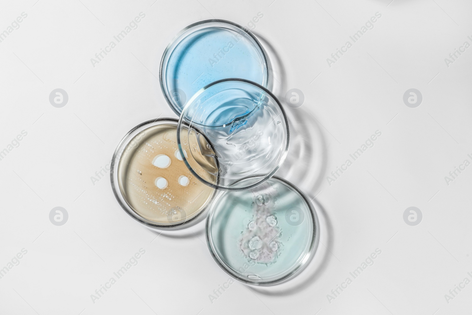 Photo of Petri dishes with color liquids on white background, flat lay