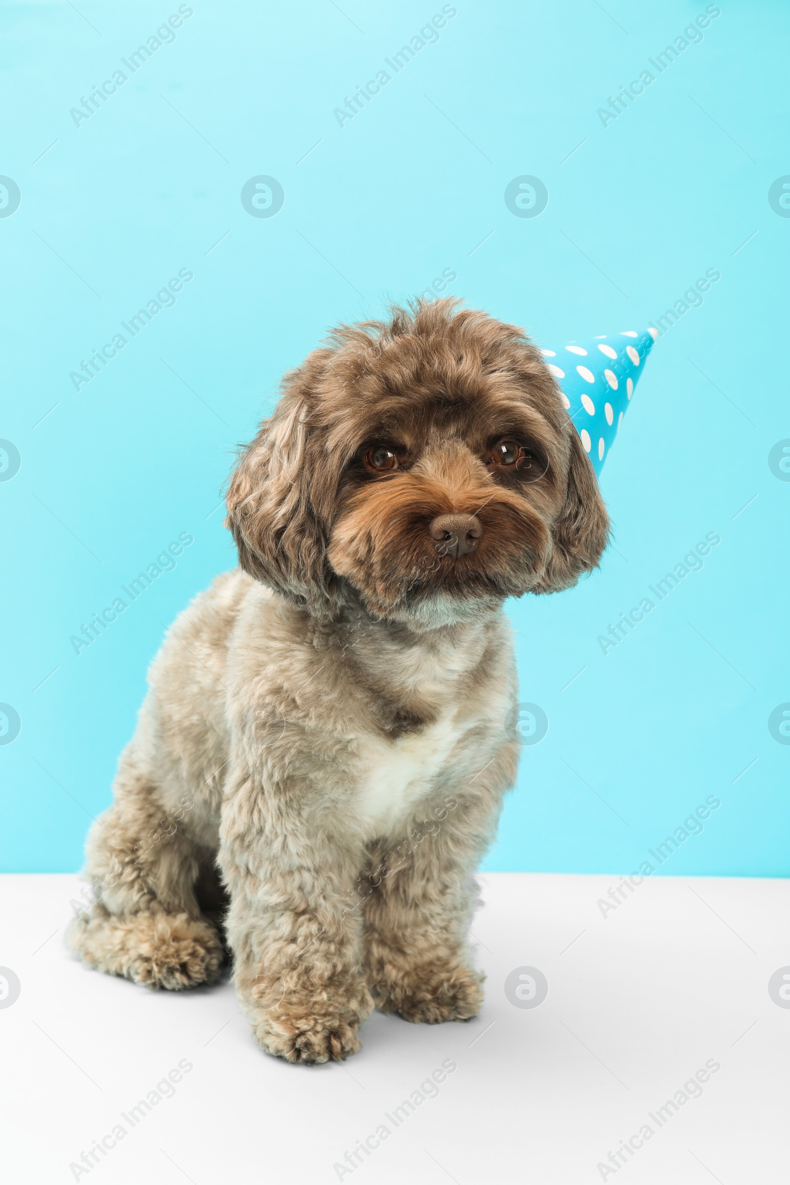 Photo of Cute Maltipoo dog with party hat on light blue background. Lovely pet