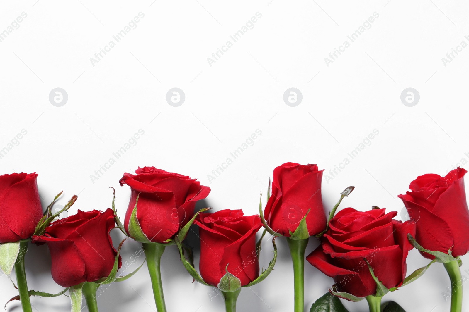 Photo of Beautiful red roses on white background, top view. Space for text