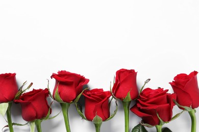 Beautiful red roses on white background, top view. Space for text