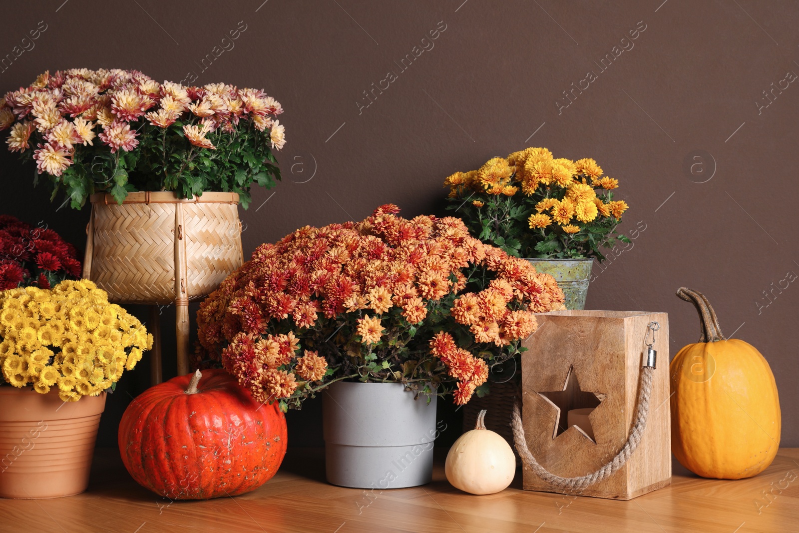 Photo of Beautiful fresh chrysanthemum flowers and pumpkins near brown wall