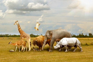 Image of Many different animals walking under cloudy sky