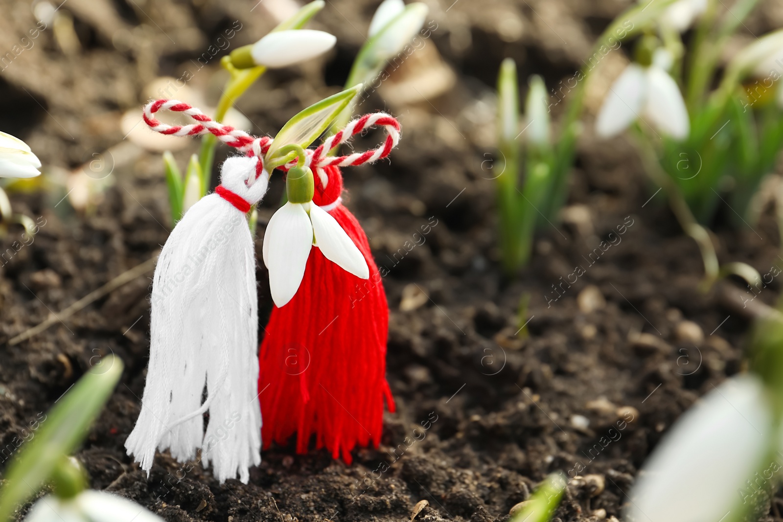 Photo of Traditional martisor on beautiful snowdrop outdoors, closeup. Beginning of spring celebration