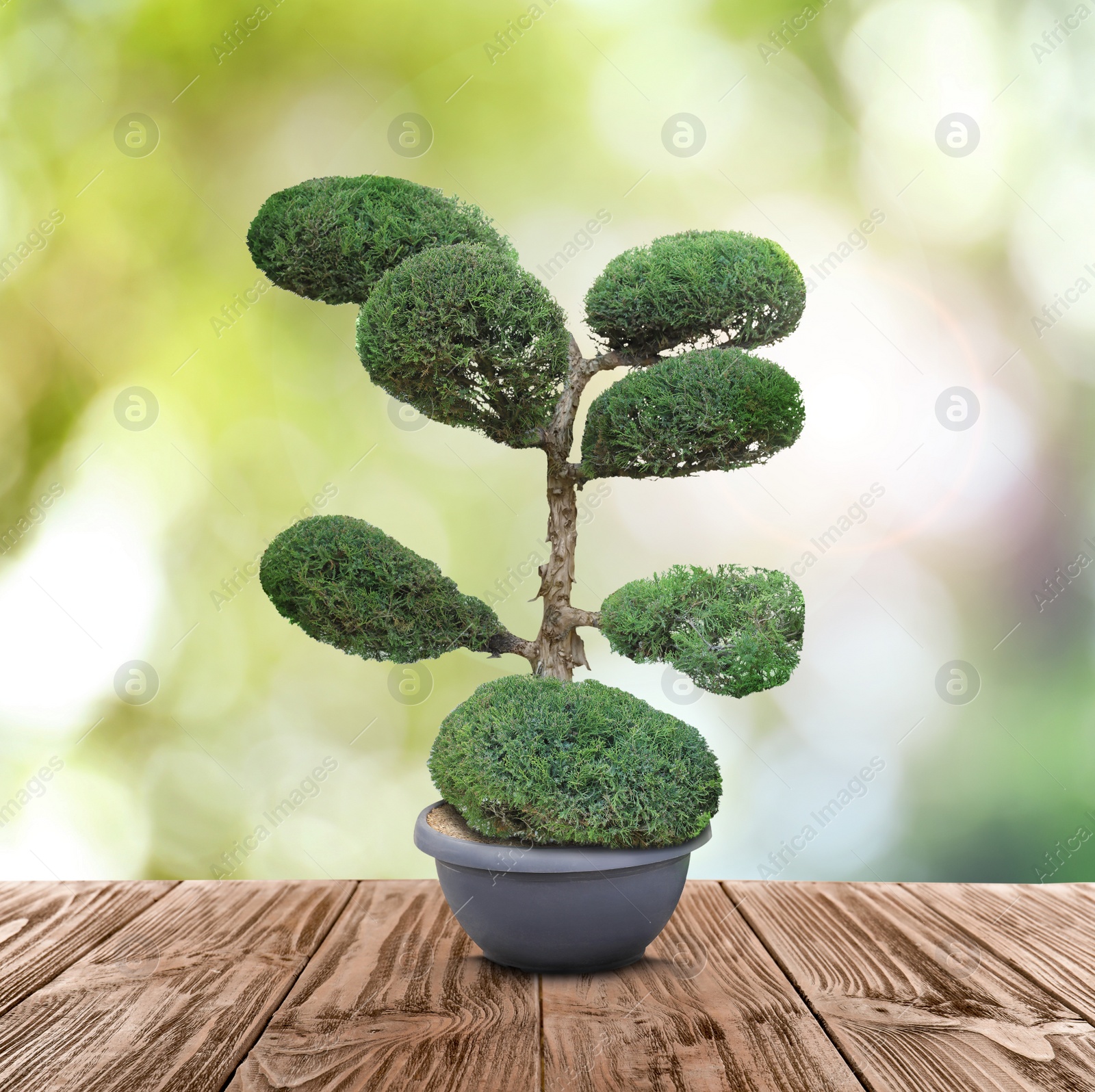 Image of Beautiful bonsai tree in pot on wooden table outdoors