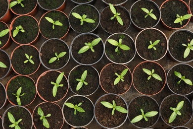 Photo of Many fresh green seedlings growing in pots with soil, top view