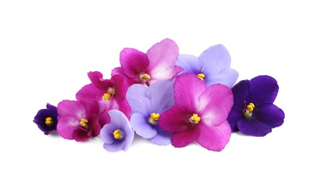 Photo of Fresh flowers of violet plant on white background