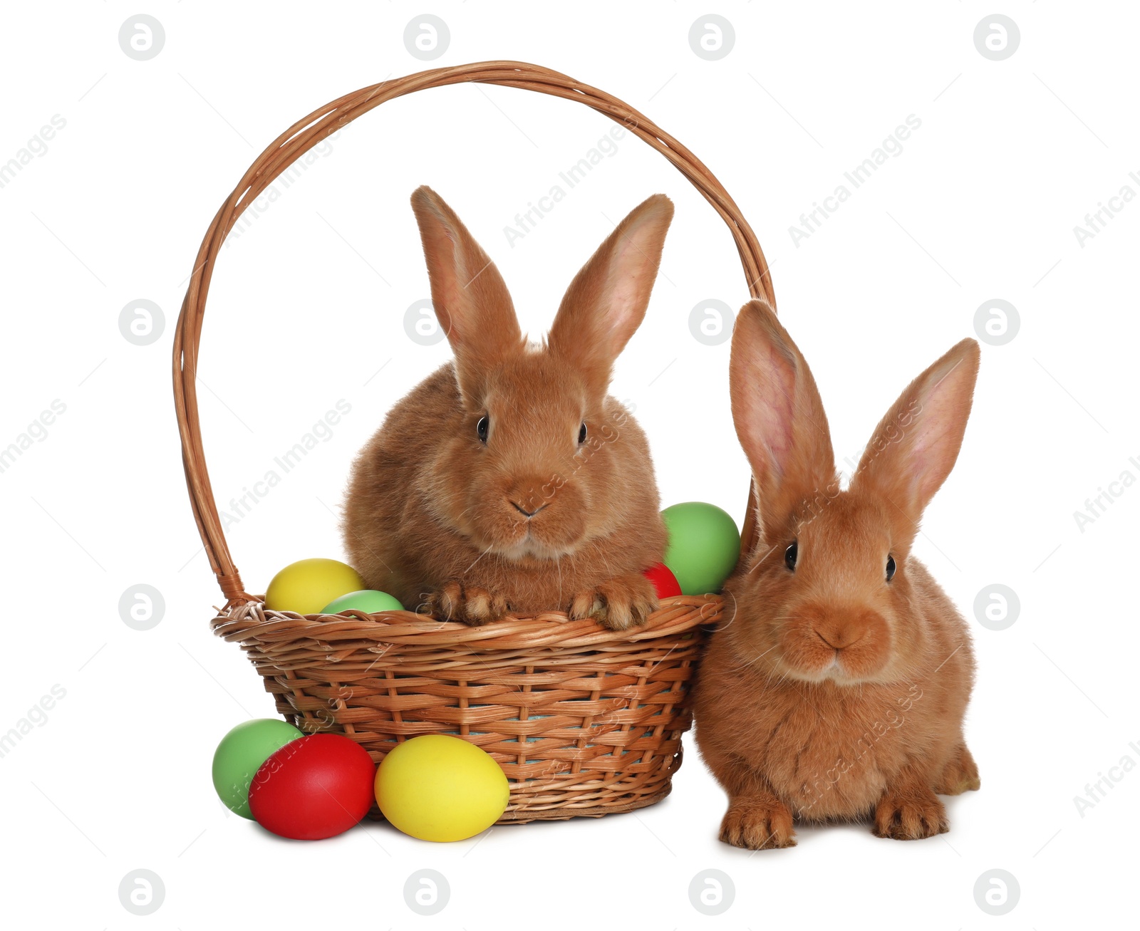 Photo of Adorable furry Easter bunnies and wicker basket with dyed eggs on white background