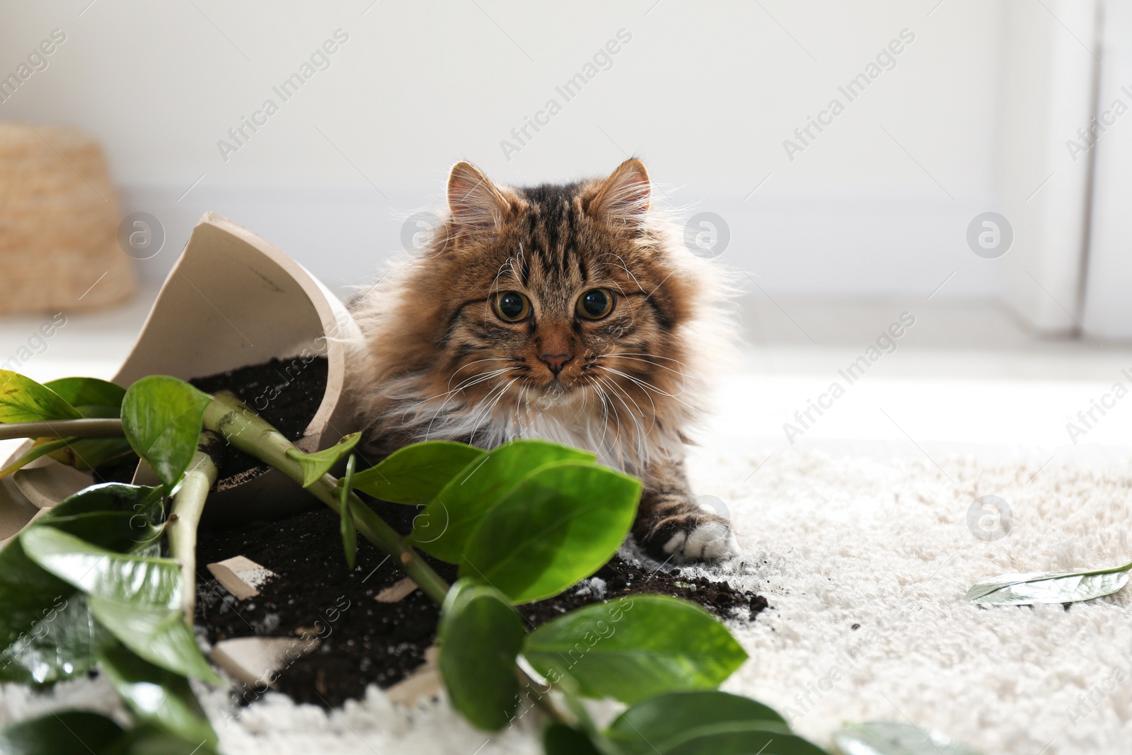 Photo of Cat near overturned houseplant on light carpet at home