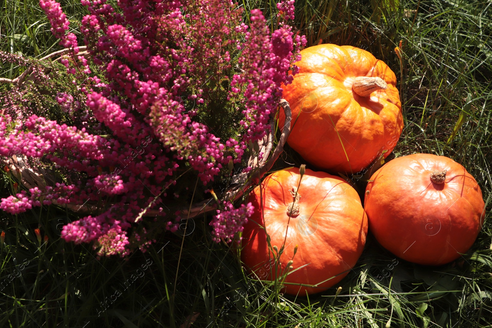 Photo of Wicker basket with beautiful heather flowers and pumpkins outdoors on sunny day, above view