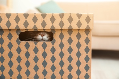 Photo of Adorable Maine Coon cat in cardboard box at home. Space for text