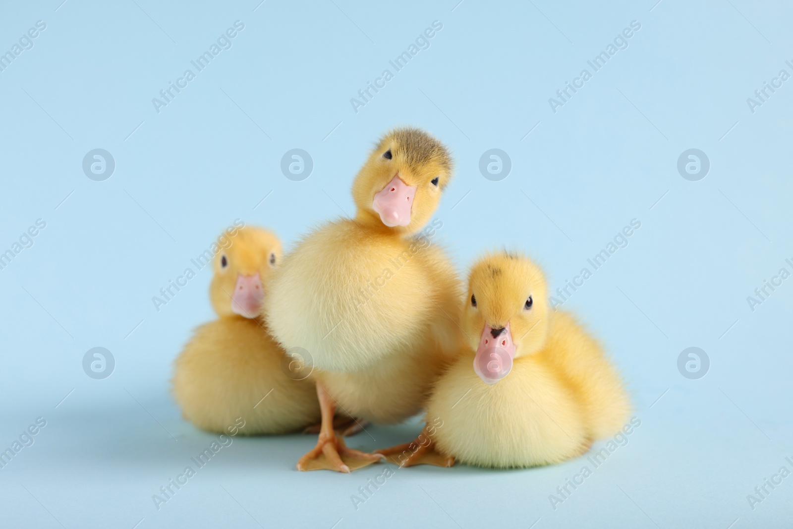 Photo of Baby animals. Cute fluffy ducklings on light blue background