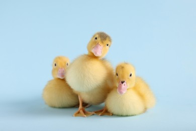 Photo of Baby animals. Cute fluffy ducklings on light blue background
