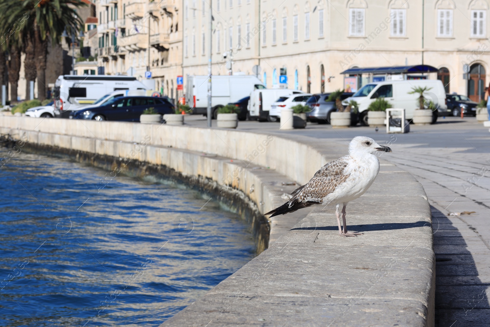 Photo of Beautiful seagull on stone surface near calm sea outdoors. Space for text