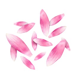 Image of Pink lotus flower petals falling on white background