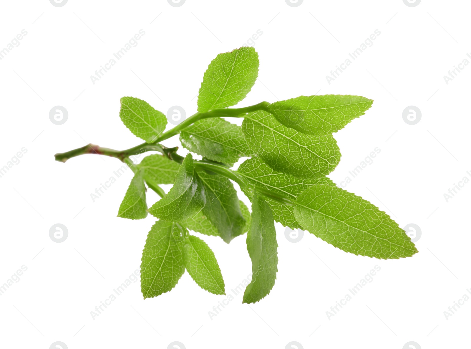 Photo of Bilberry branch with fresh green leaves isolated on white